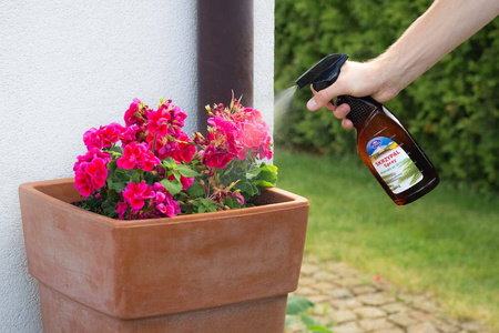 Skrzypal spray – stymulator wzrostu ze skrzypu polnego – 500 ml