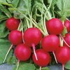 Rzodkiewka Lucia F1 Raphanus sativus var. sativus