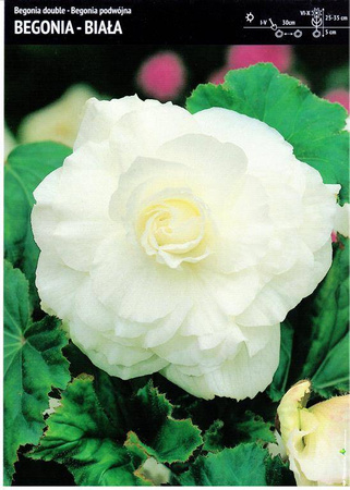 Begonia Podwójna - Biała 3 szt.