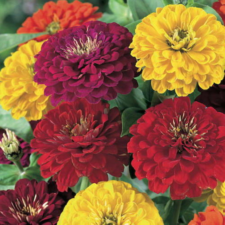 Cynia Espana Mix – Kiepenkerl