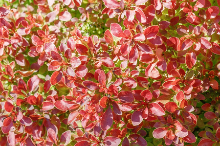 Berberys Thunberga 'Coronita' – Sadzonka 30 cm