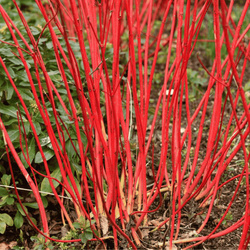Dereń Biały 'Sibrica' – Sadzonka 40-50 cm
