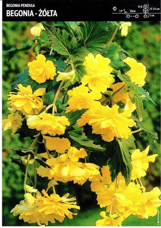Begonia Kaskadowa - Żółta 1 szt.