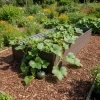 Podwyższona Grządka GPPS – Brązowa 150x75x30 cm – Klasika Garden