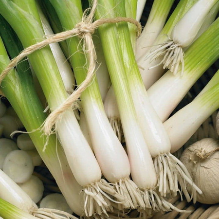 Cebula Freddy Allium fistulosum