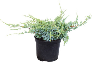 Jałowiec Łuskowaty 'Blue Carpet' – Sadzonka 20 cm