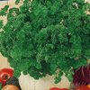 Pietruszka Afrodite Kiepenkerl