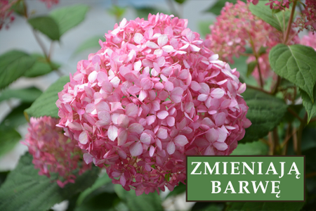 Hortensja bukietowa 'Pink Diamond' - Sadzonka 40-50cm