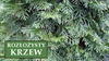 Jałowiec Pfitzera 'Pfitzeriana' - Sadzonka 60-80cm