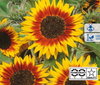 Słonecznik zwyczajny Ring of Fire Helianthus annuus