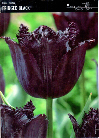 Tulipan Fringed Black 10 cebulek