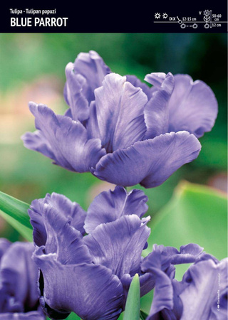 Tulipan papuzi Blue Parrot – 10 szt cebulek