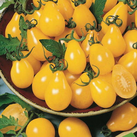 Pomidor Cherry Yellow Pearshaped – Kiepenkerl