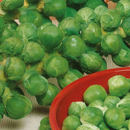 Brukselka Roodnerf Brassica oleracea var. gemmifera