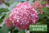 Hortensja bukietowa 'Pink Diamond' - Sadzonka 40 cm