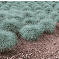 Wydmuchrzyca Piaskowa Blue Dune