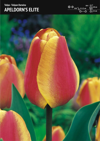 Tulipan ‘Apeldorn's Elite’ - 15 szt.