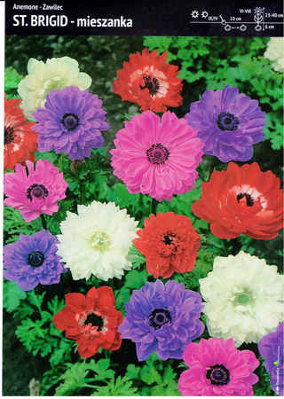 Kapers Anemon - Zawilec ‘St. Brigid’ Mix - 12 szt.