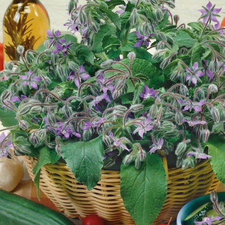 Ogórecznik lekarski jednoroczny Borago officinalis