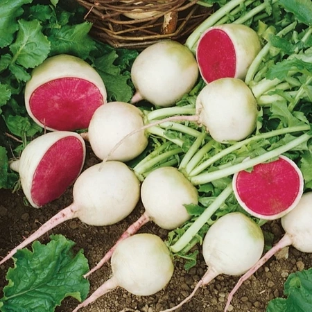 Rzodkiewka Red Meat Kiepenkerl