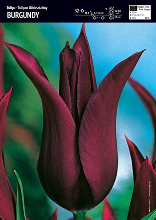 Tulipan fioletowy liliokształtny – 3 szt. – 'Burgundy'