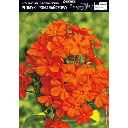 Domyślna nazwa