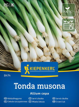 Cebula siedmiolatka , odmiana zimowa Tonda Musona Kiepenkerl