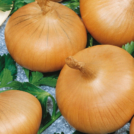 Cebula Stuttgarter Riesen Allium cepa