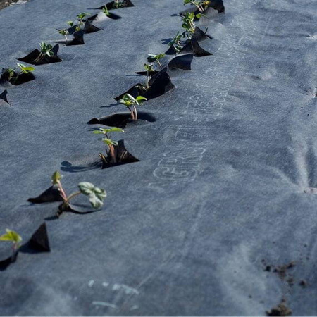 Agrowłóknina z nacięciami do truskawek 1,2 x 10 m – Agrimpex