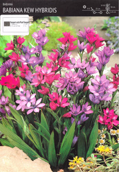 Babiana Kew Hybridis - 5 szt.